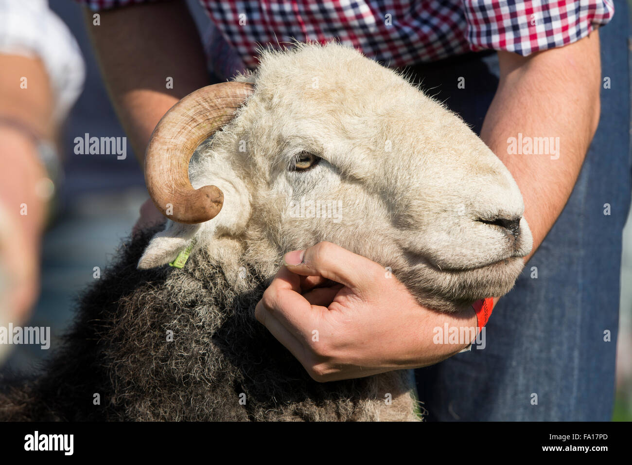 Showing Herdwick sheep at Westmorland County show, Kendal, Cumbria. Stock Photo