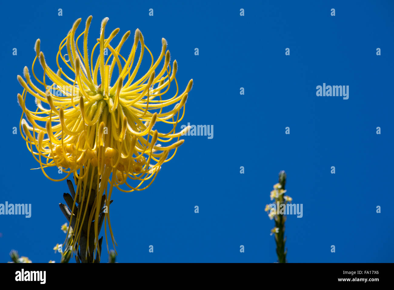South Africa, Cape Town. Kirstenbosch Garden. Yellow upside-down protea flowers, aka pincushion flowers. Stock Photo