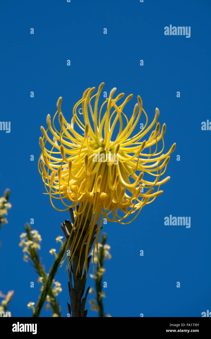 South Africa, Cape Town. Kirstenbosch Garden. Yellow upsidedown protea