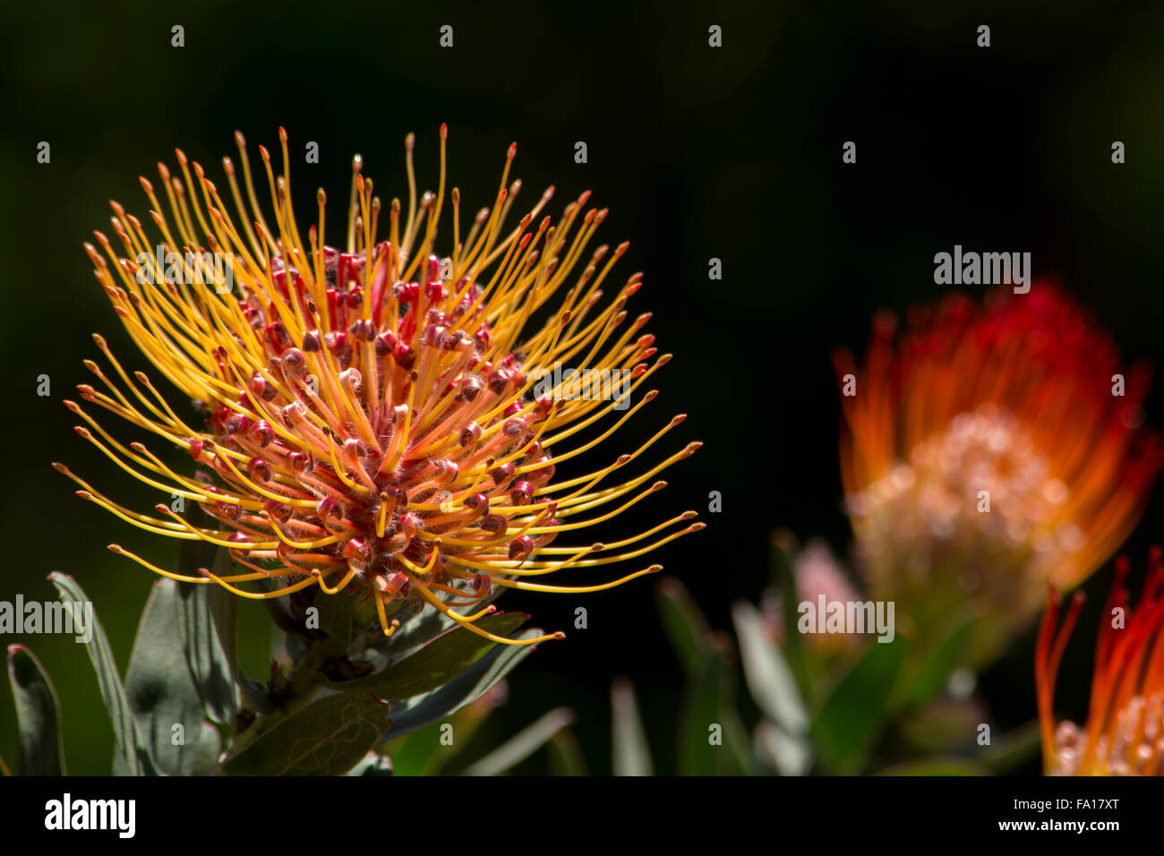 South Africa, Cape Town. Kirstenbosch Garden. Protea flowers, aka
