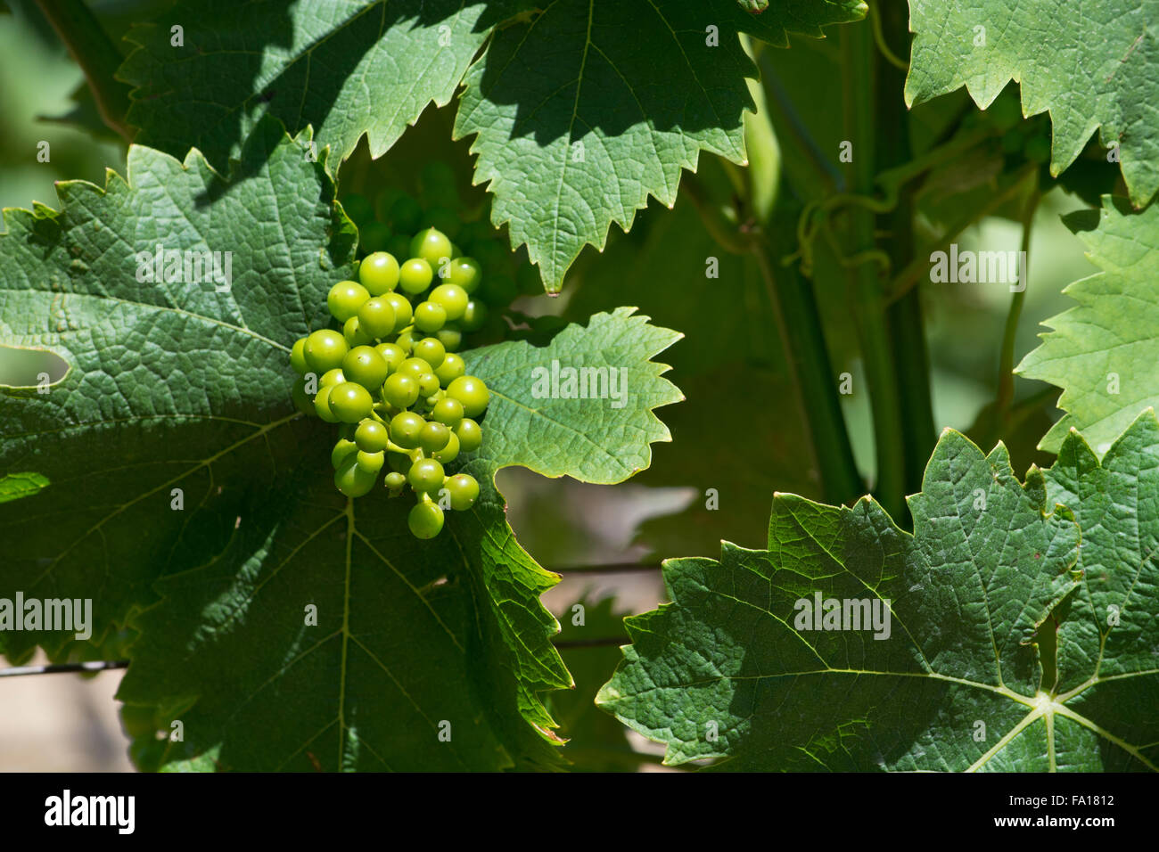 South Africa, Cape Town. Groot Constantia Winery (Landgoed Estate), historic winery est. 1685. New unripe grapes on the vine. Stock Photo