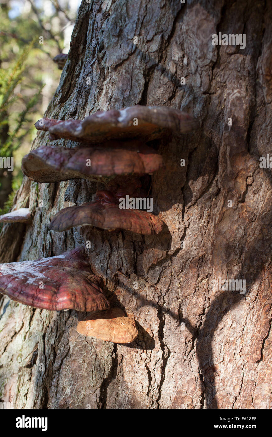 Shelf fungi in rural woods in late fall season. Stock Photo