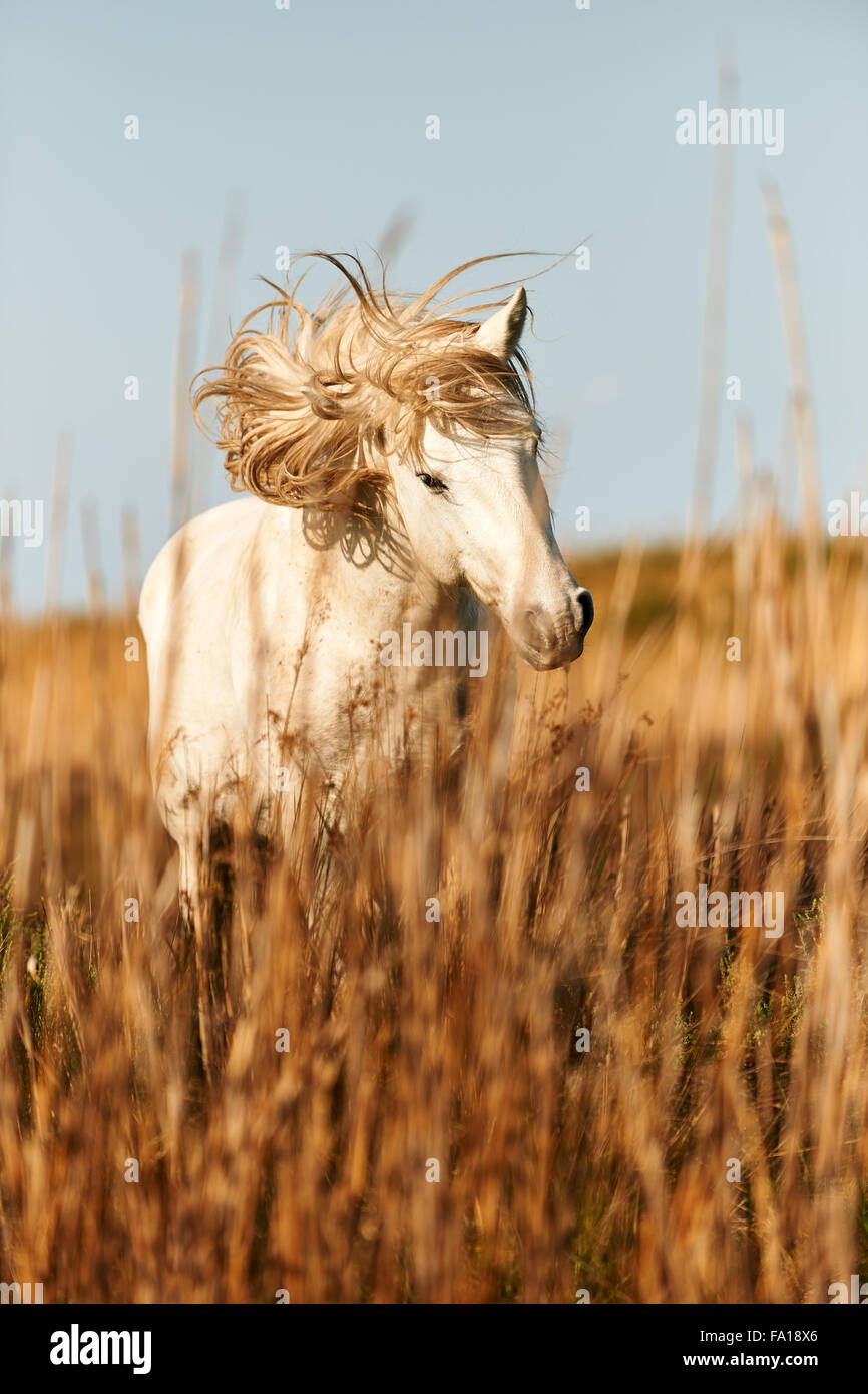 White Camargue horse photographed shaking his head moving the mane
