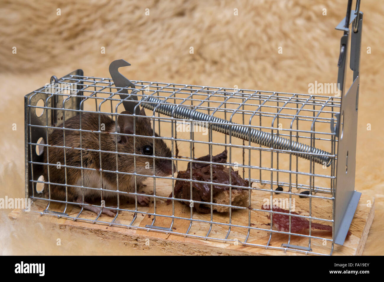 Mouse Caught In Live Trap Stock Photo - Download Image Now