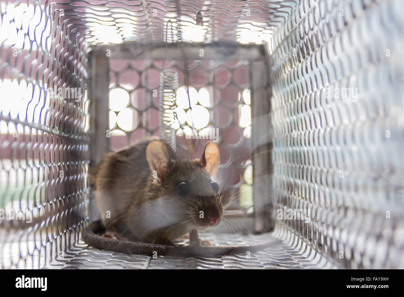 Rat caught in trap mouse hires stock photography and images Alamy
