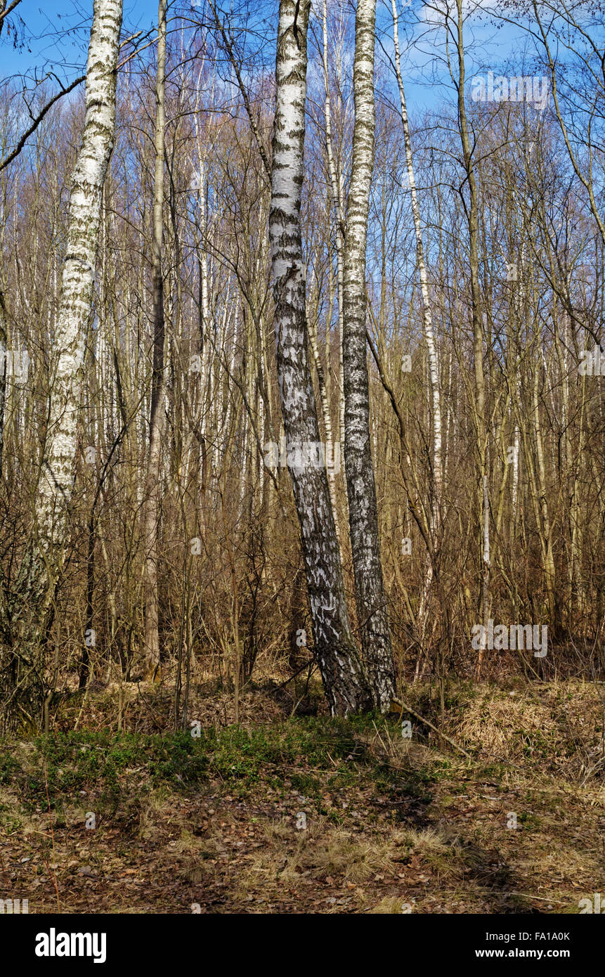 Spring forest landscape with path and birch trees Stock Photo - Alamy