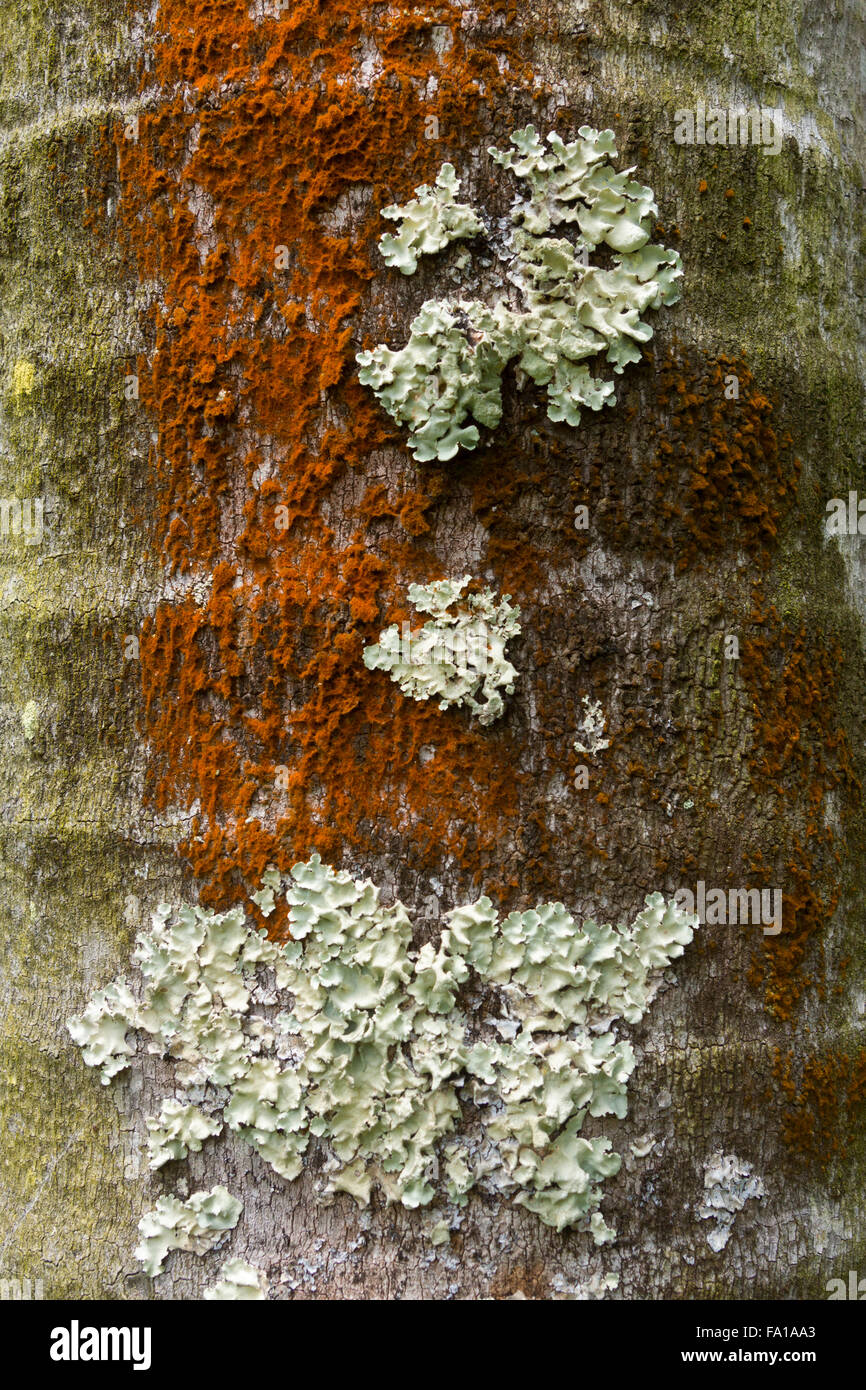 Closeup of orange and green lichen growing on a palm tree at the Sir Seewoosagur Ramgoolam Botanic Garden in Pamplemousses, Mauritius Stock Photo