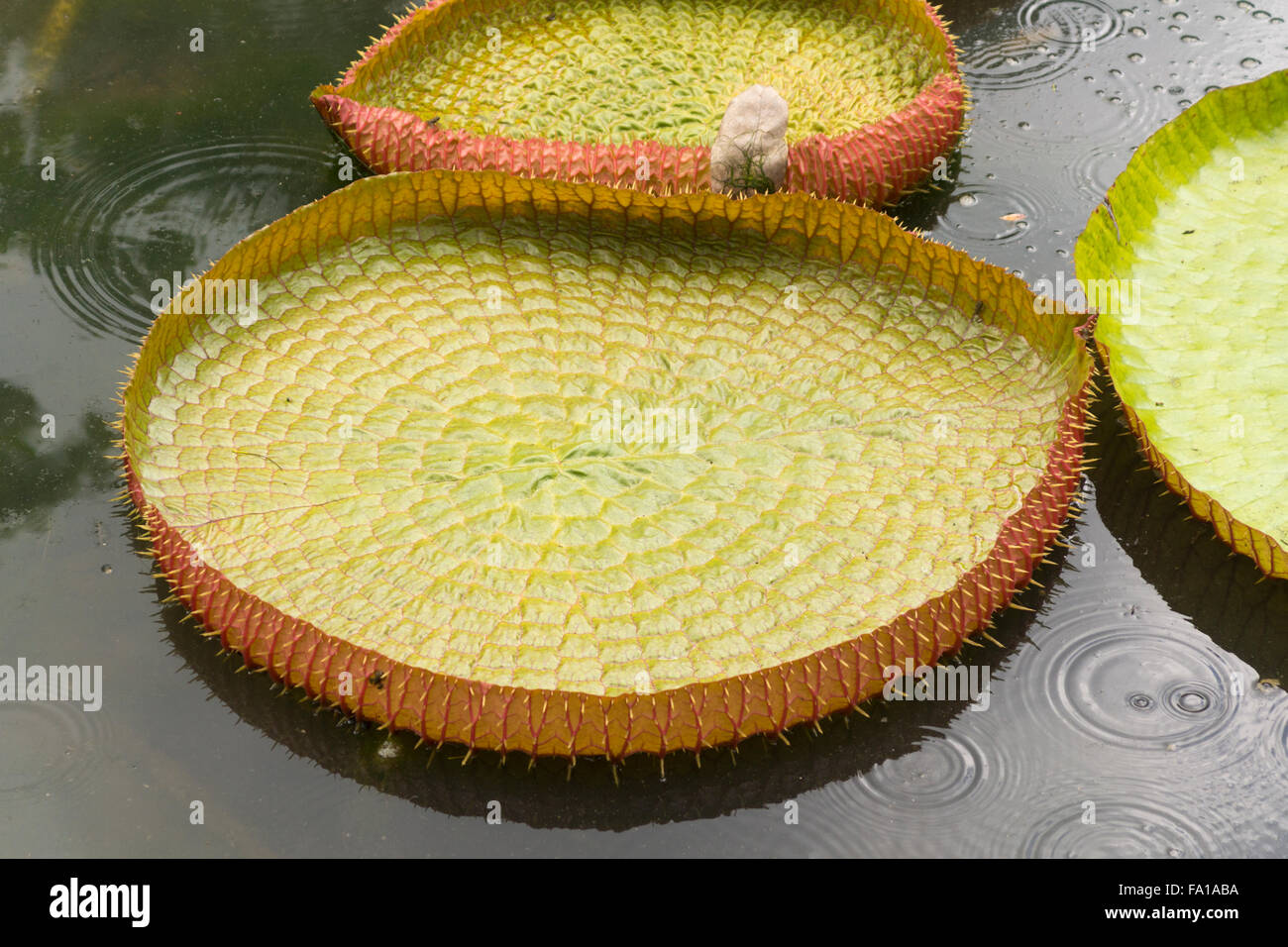 Raindrops falling amongst giant water lilies (victoria amazonica) at the Pamplemousses Botanical Garden, Mauritius Stock Photo
