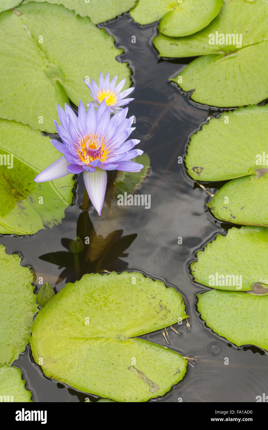 Raindrops and water lilies at the Pamplemousses Botanical Garden, Mauritius Stock Photo
