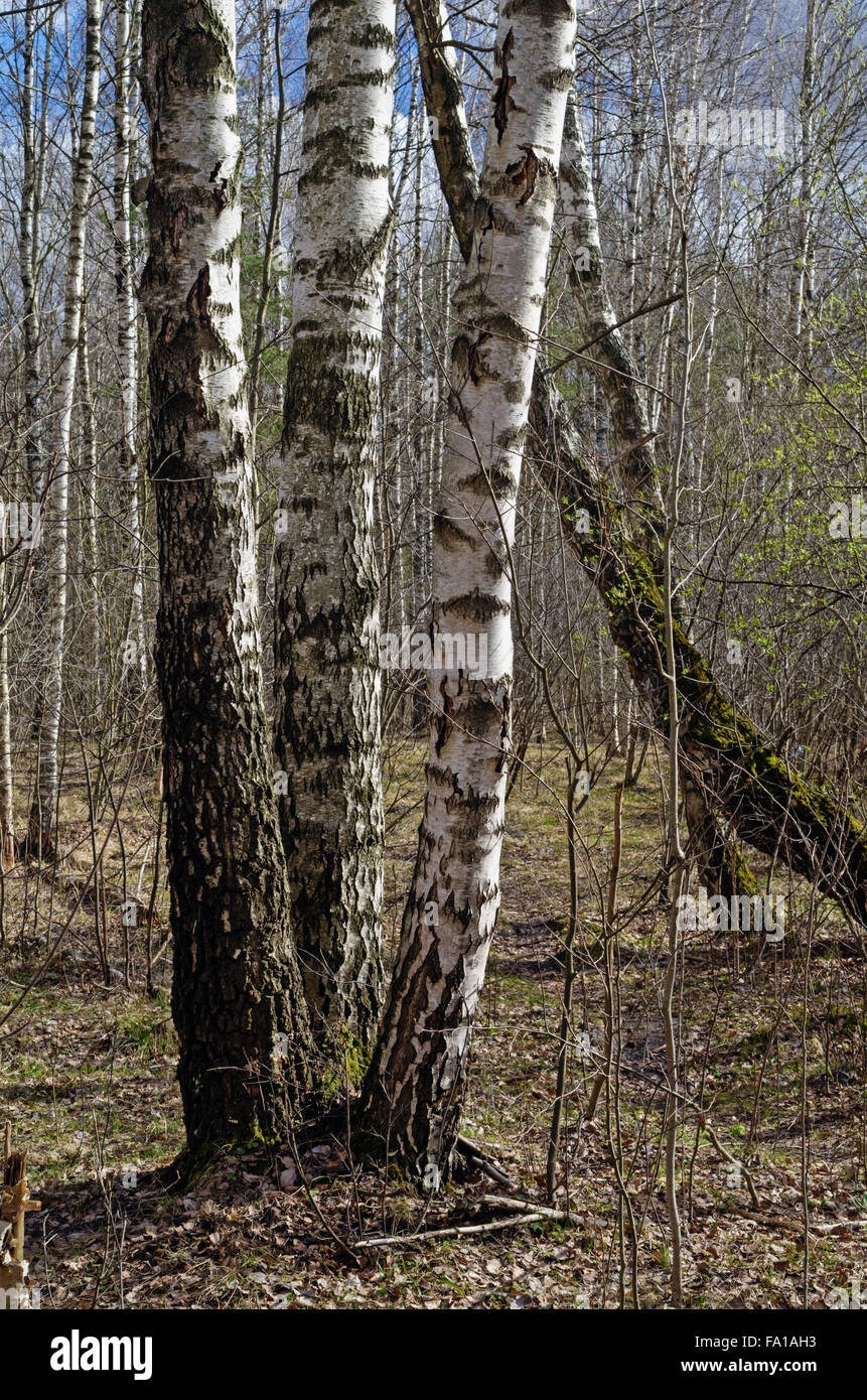 Spring forest landscape with path and birch trees Stock Photo - Alamy