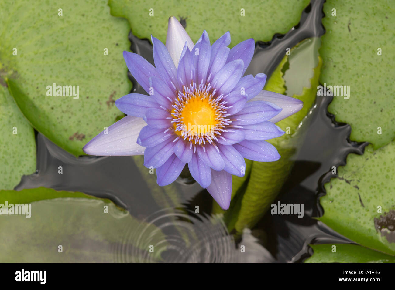 Raindrops and a water lily at the Sir Seewoosagur Ramgoolam Botanical Garden, Mauritius Stock Photo