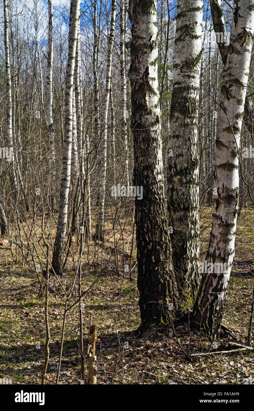 Spring forest landscape with path and birch trees Stock Photo - Alamy