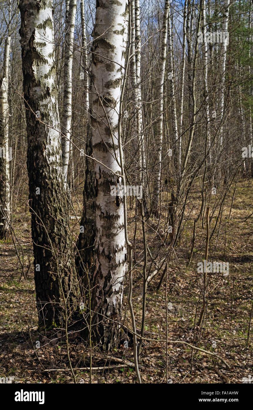 Spring forest landscape with path and birch trees Stock Photo - Alamy