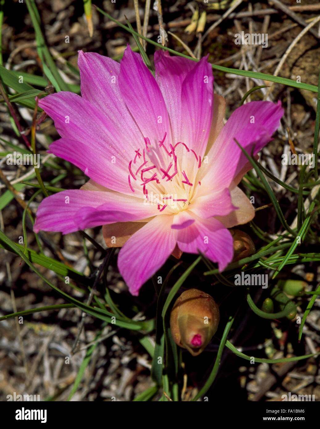 bitterroot flower in southwestern montana Stock Photo