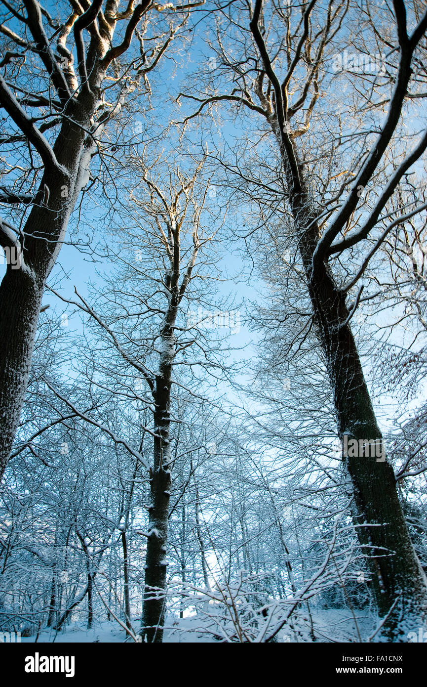 Trees and snow Stock Photo - Alamy