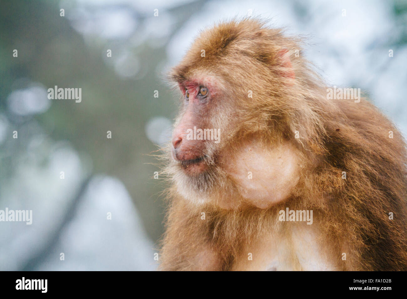 Mt.Emei, Sichuan province, China - Close up of the cute macaque in the wild. Stock Photo