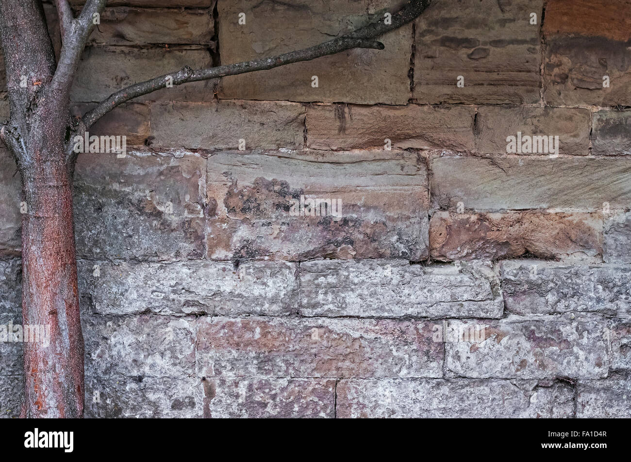 Limestone medieval wall of stone blocks texture background surface tree branch on the left side Stock Photo