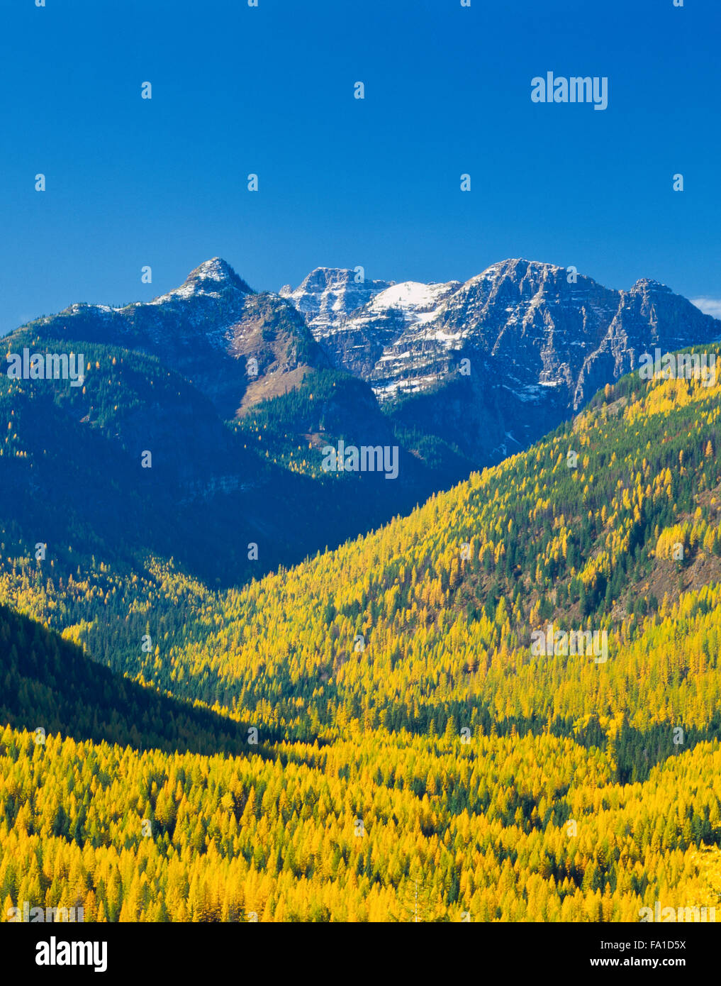 autumn larch in the elk creek valley below unnamed peaks in the mission mountains near condon, montana Stock Photo