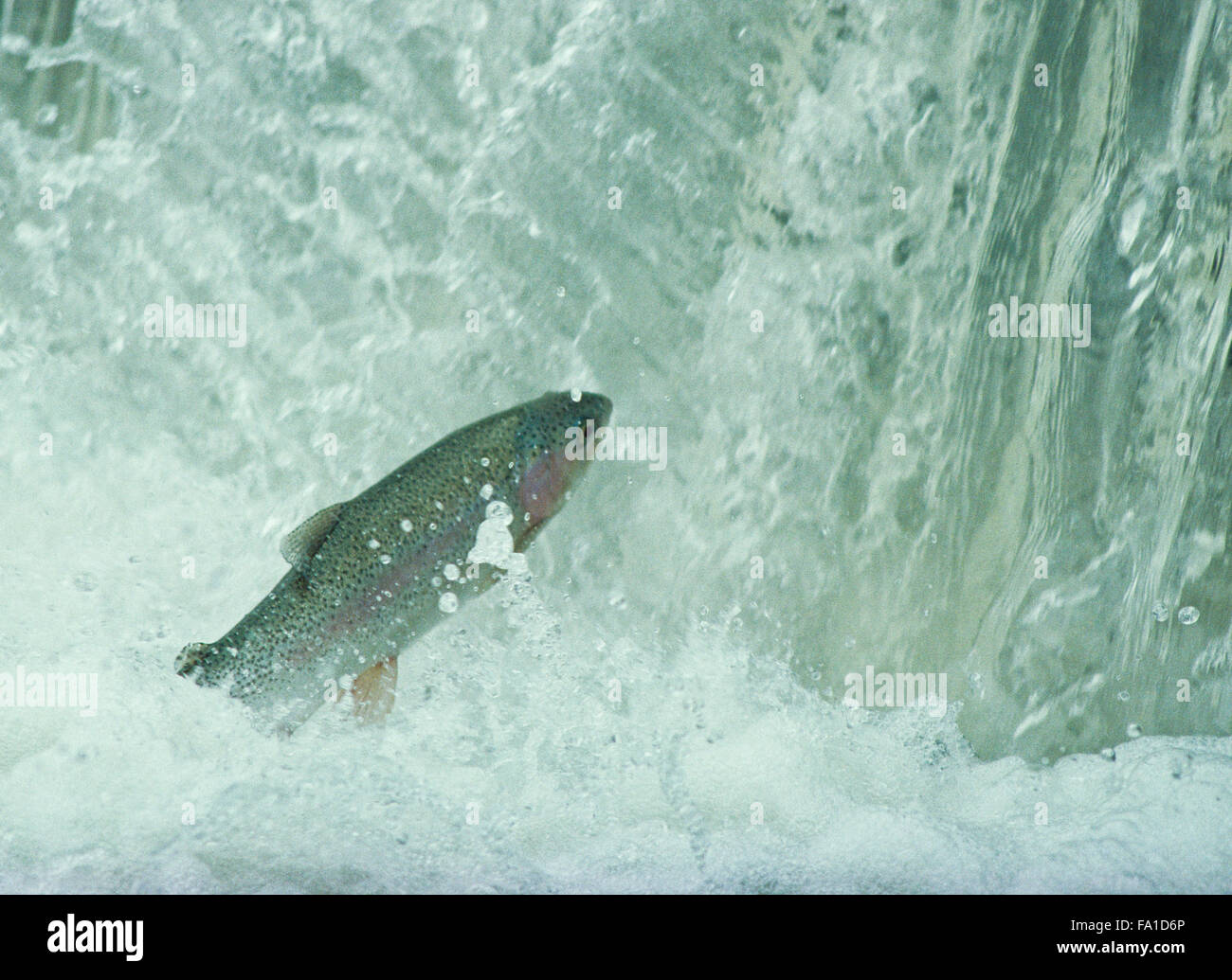 rainbow trout leaping into a small waterfall during the spring spawning run on a tributary to the sun river near power, montana Stock Photo