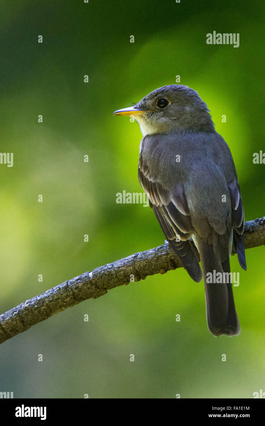 eastern flycatcher perched on a branch Stock Photo