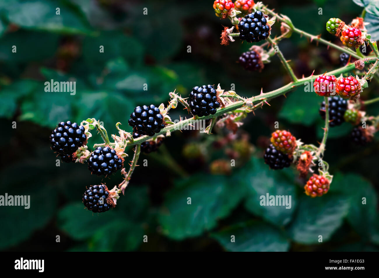 Ripe blackberries bramble berries on the bush gardening Stock Photo