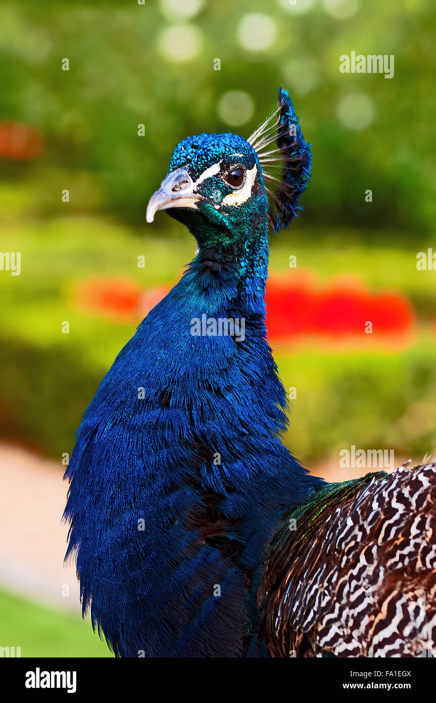 Peacock close up single on eye contact vertical portrait Stock Photo