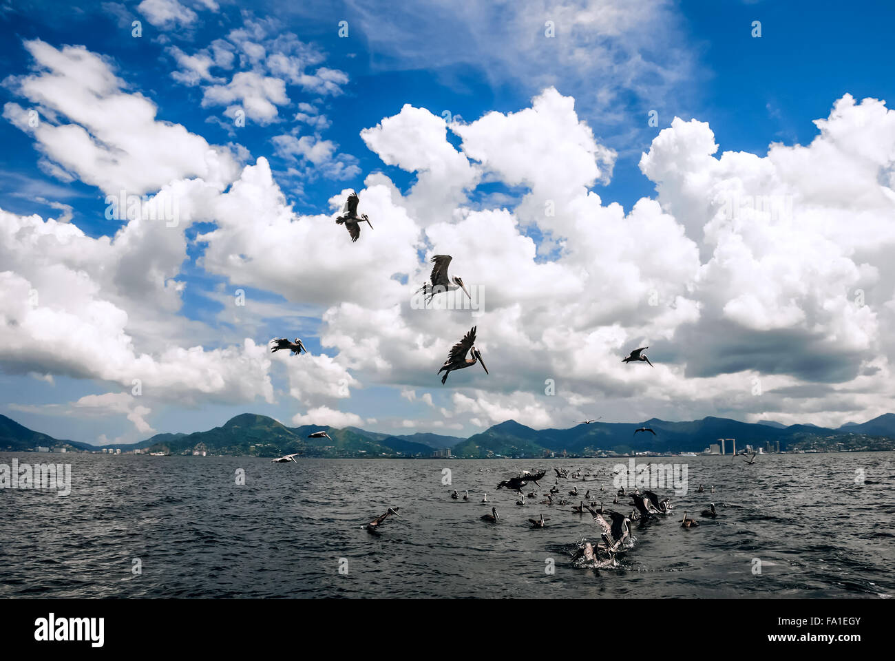 Group of pelicans behind a trawler boat catching fish and flying above Trinidad and Tobago Stock Photo