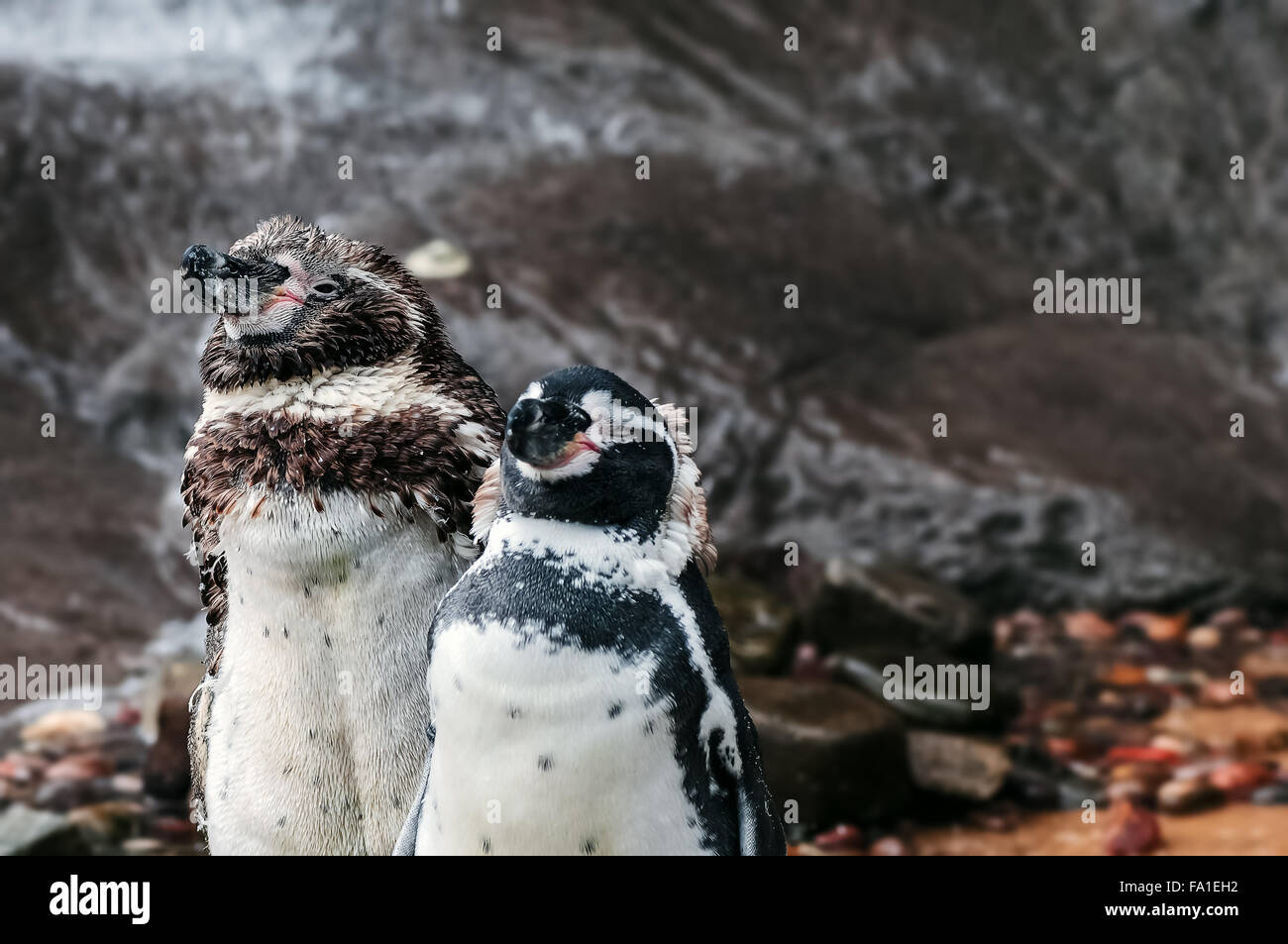 Two Humboldt penguins drying themselves after a swim Stock Photo