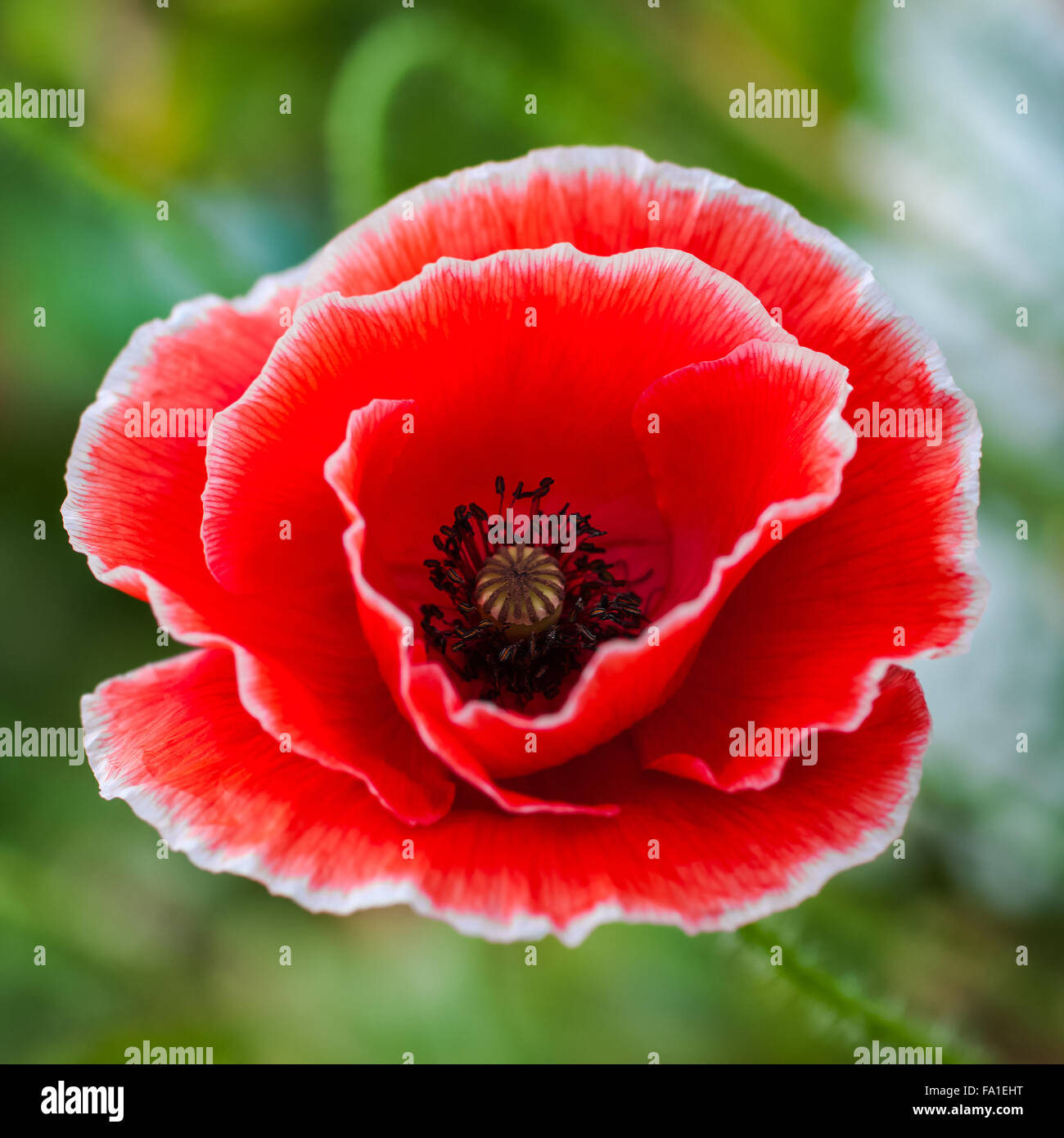 White tipped poppy flower head closeup square composition Stock Photo