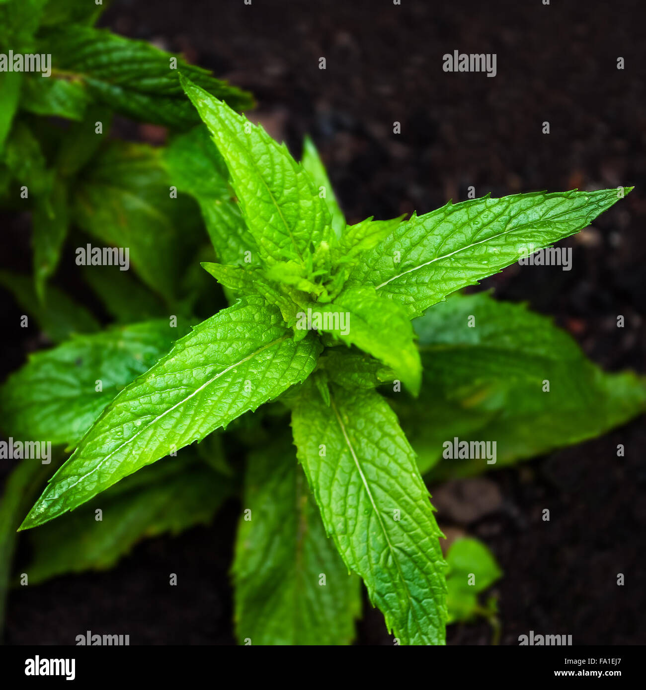 Horse mint mentha longifolia plant closeup square springtime Stock Photo