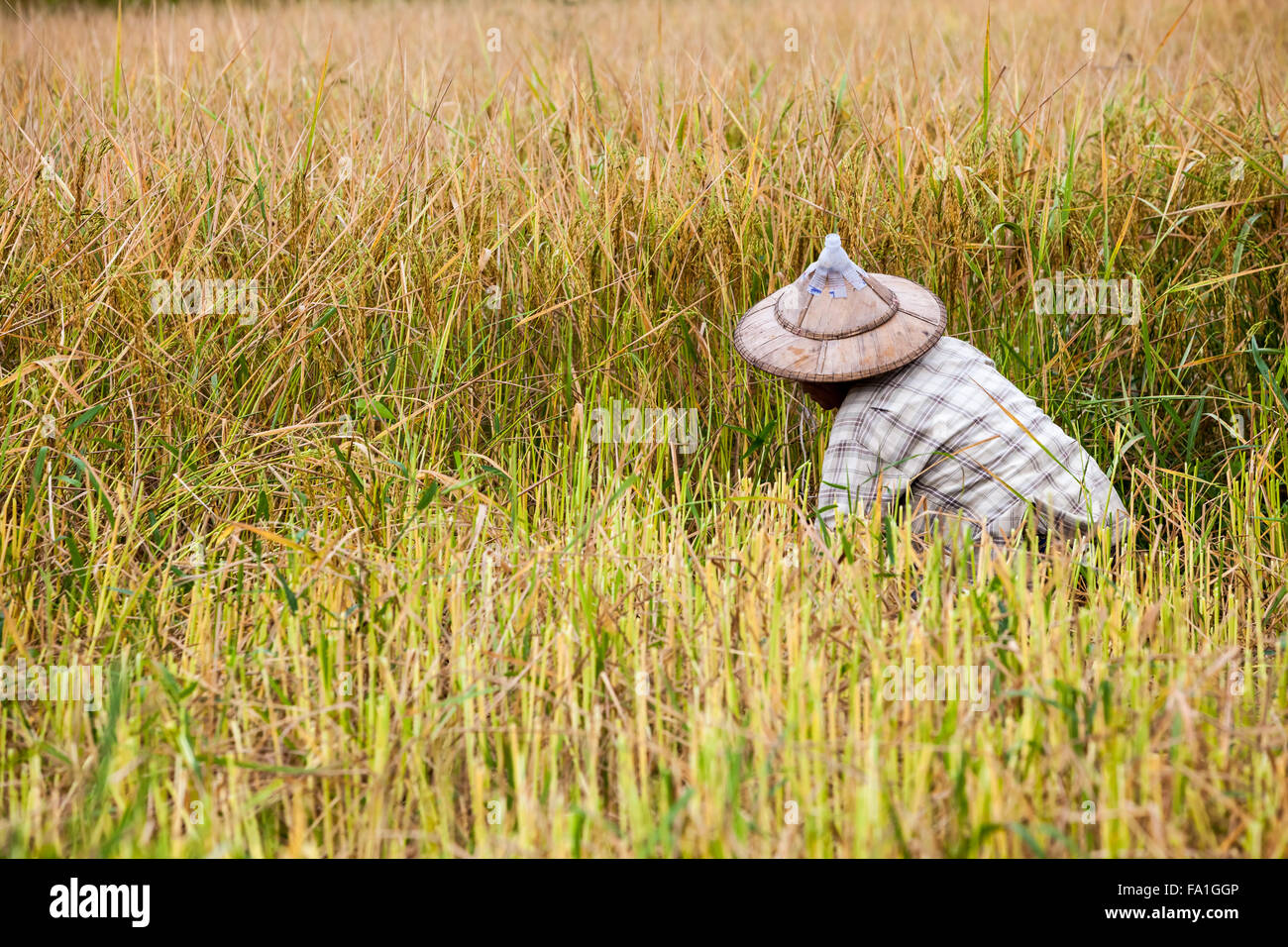 in the middel of the day an working man work on the rice field Stock Photo