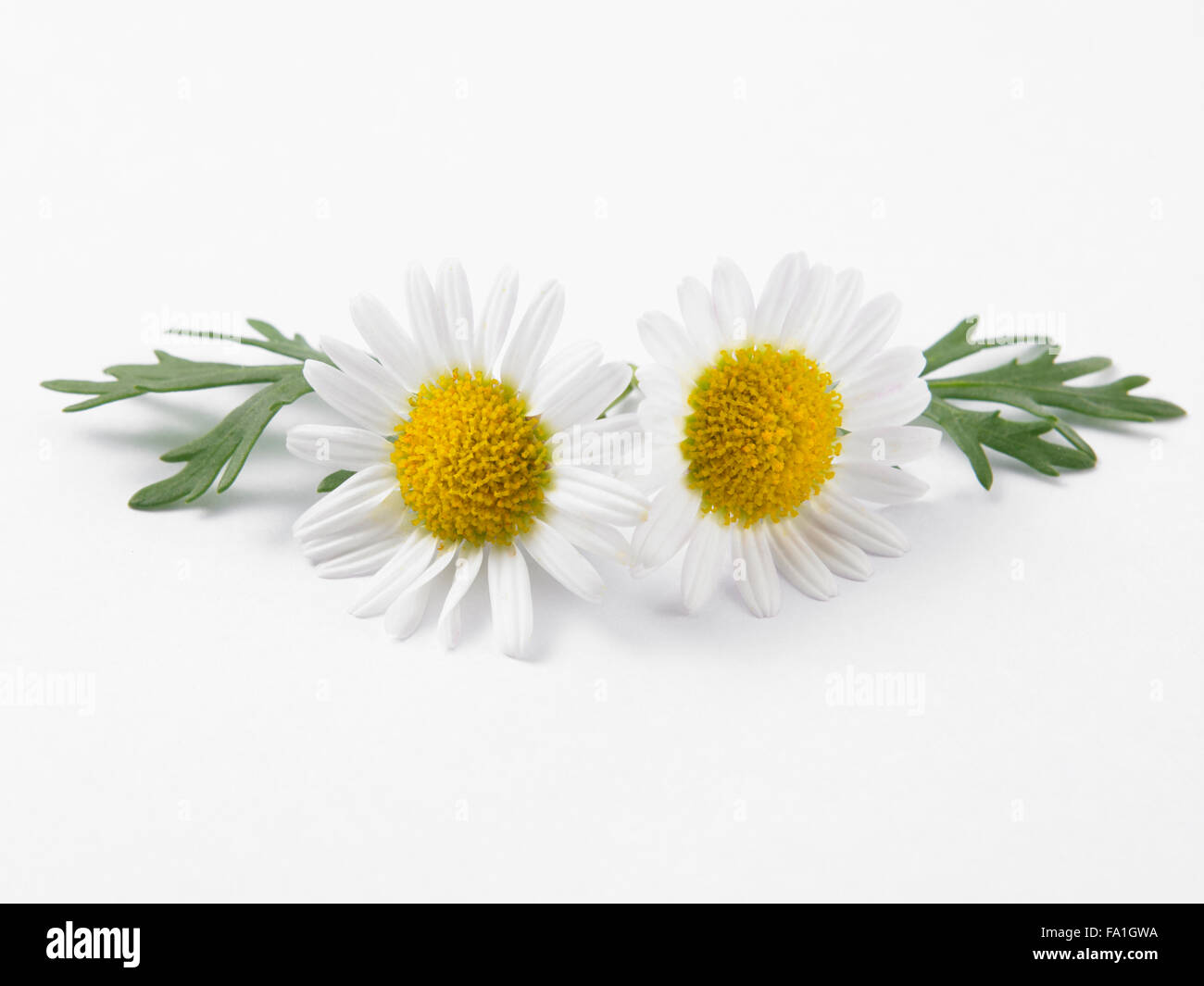 daisy flower against white background Stock Photo
