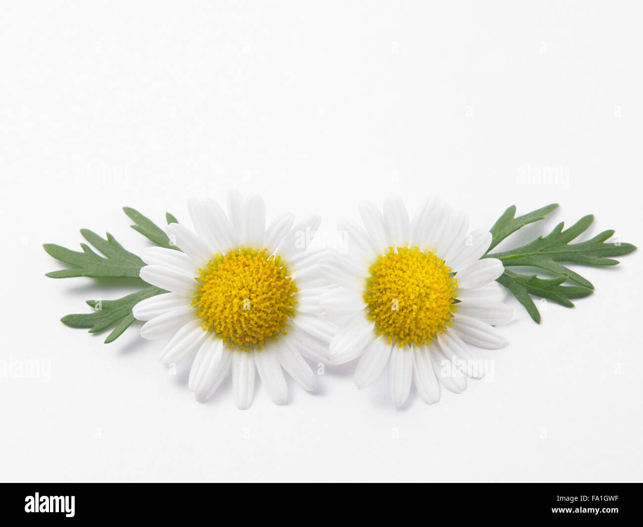 daisy flower against white background Stock Photo