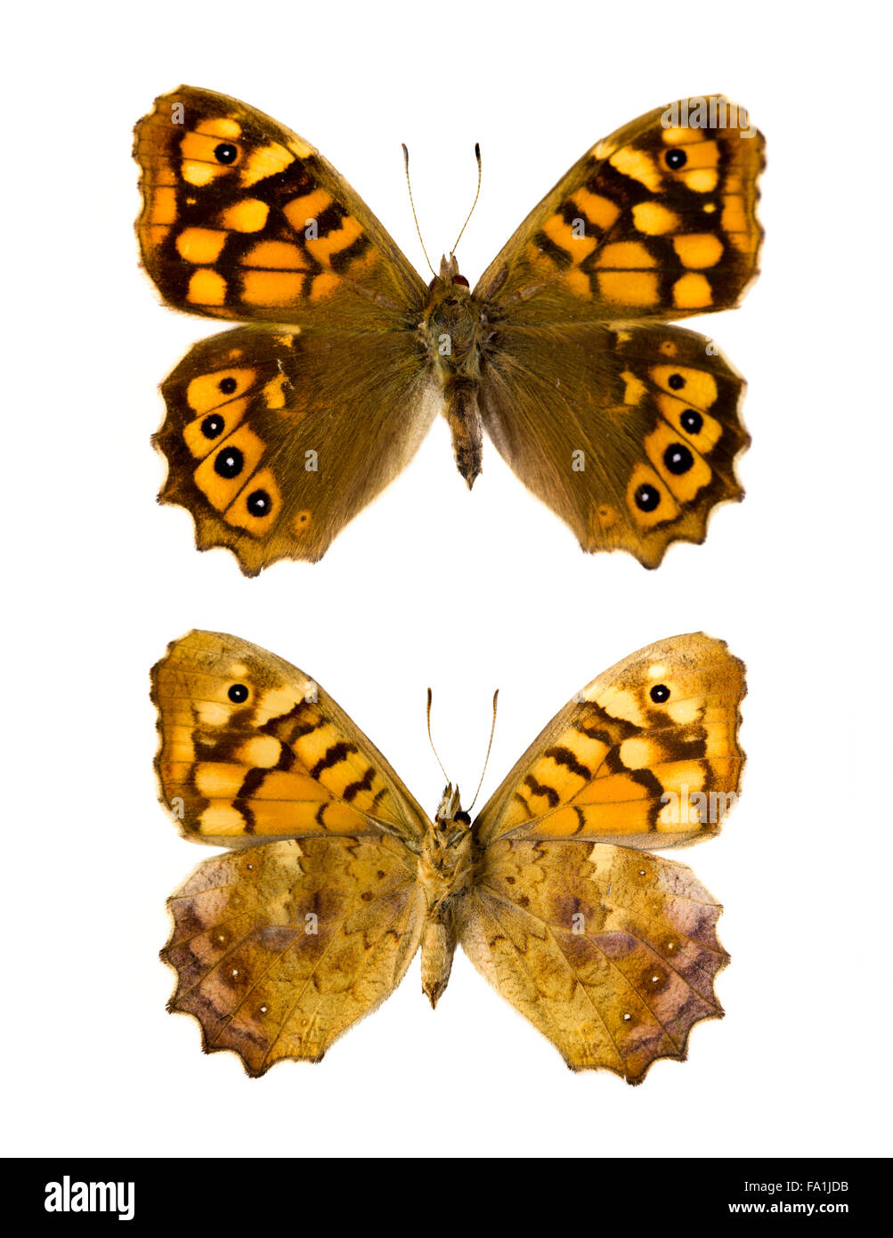 Pararge aegeria aegeria butterfly or Speckled Wood in English, originating from France Stock Photo