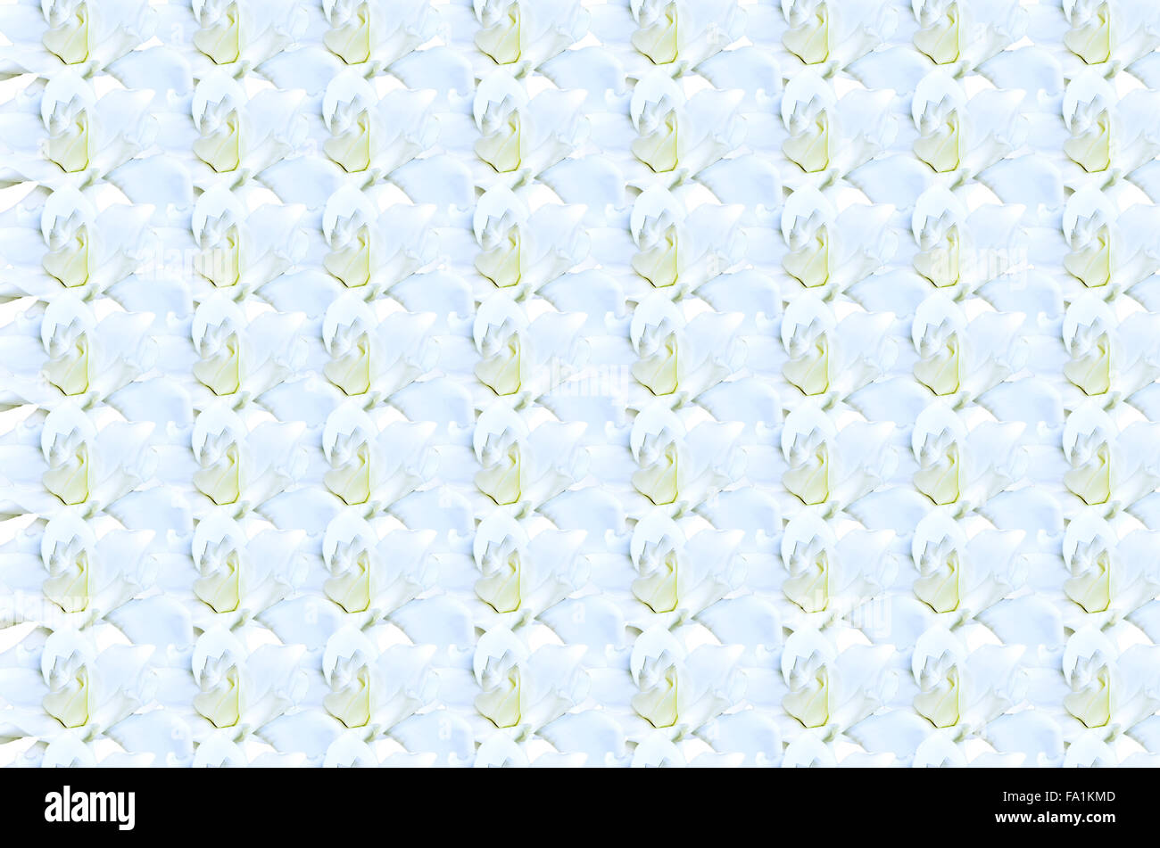 White blooming Gardenia flower background Stock Photo - Alamy