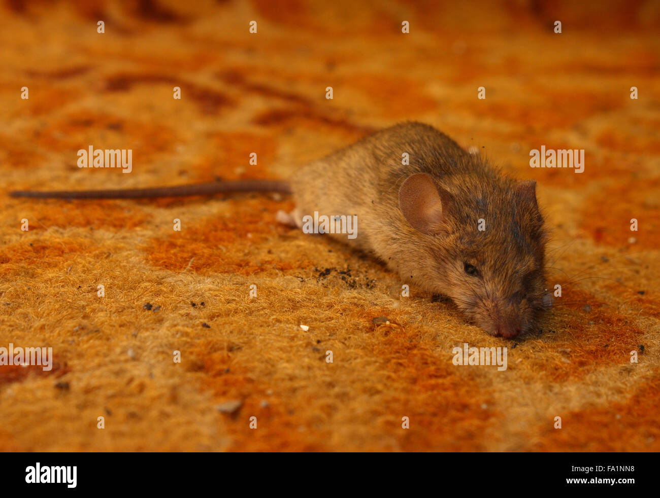 Closeup on a dead mouse's head Stock Photo - Alamy