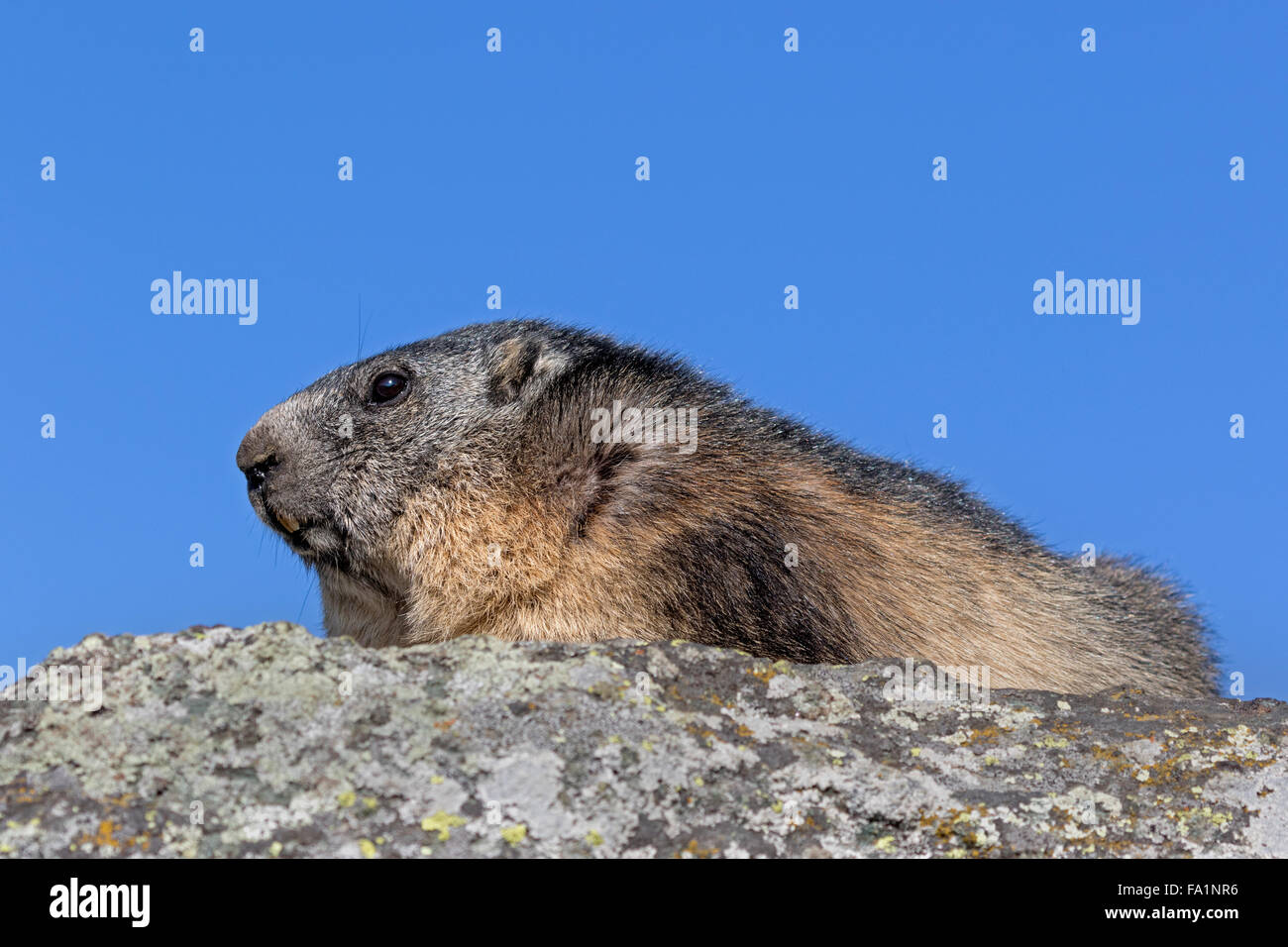 Alpine marmot in front of Großglockner, High Tauern National Park, Carinthia, Austria, Europe / Marmota marmota Stock Photo