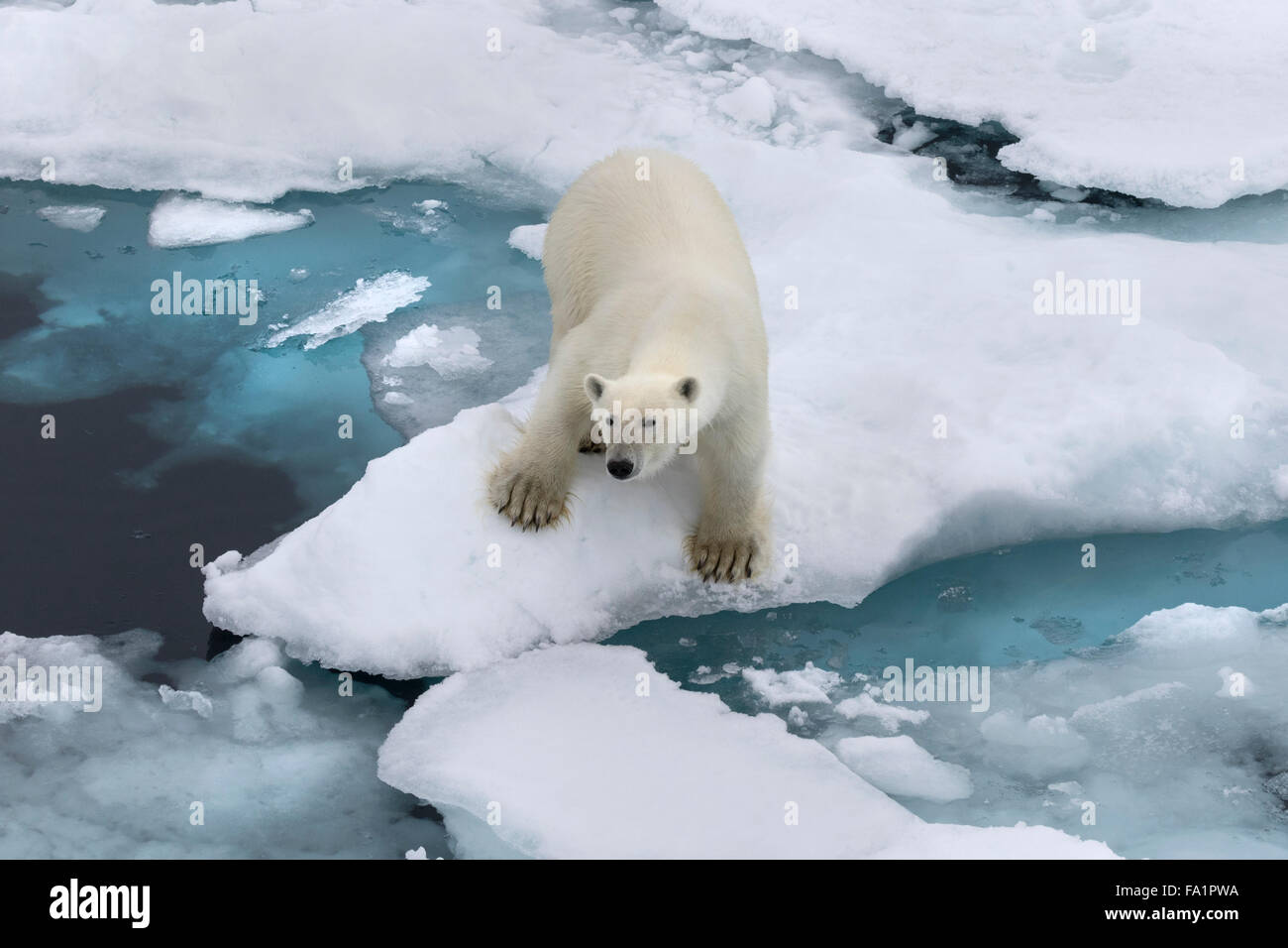 Polar Bear on pack ice, Spitsbergen, Norway / EuropeUrsus maritimus Stock Photo