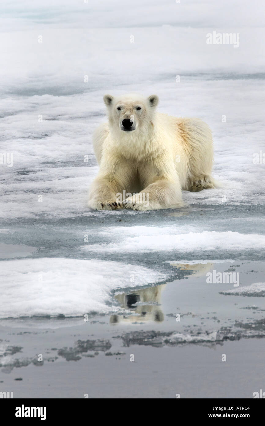 Polar Bear on pack ice, Spitsbergen, Norway / EuropeUrsus maritimus Stock Photo