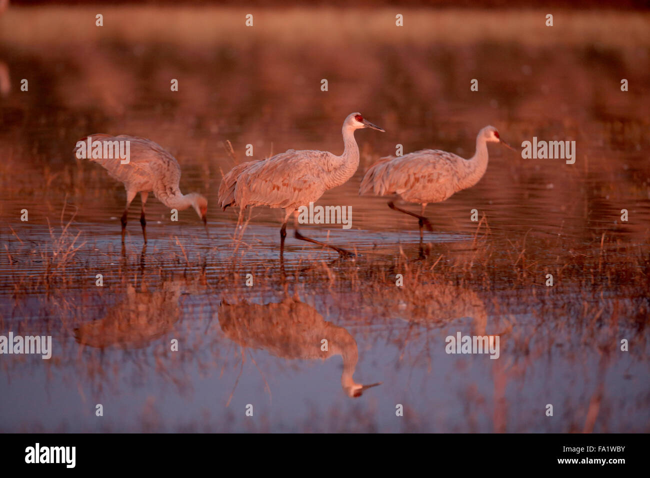 Sandhill Cranes New Mexico Bosque del Apache National Wildlife Refuge ...