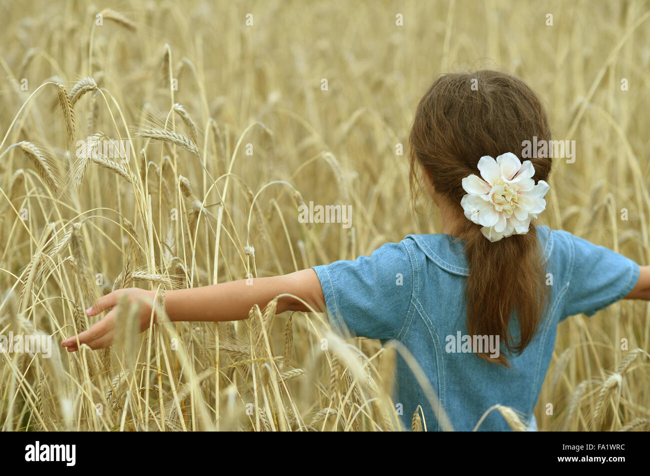 Little girl in wheat field Stock Photo - Alamy