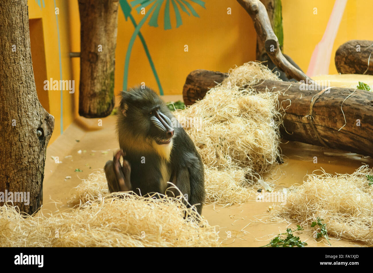 Cercopithecidae zoo hi-res stock photography and images - Alamy