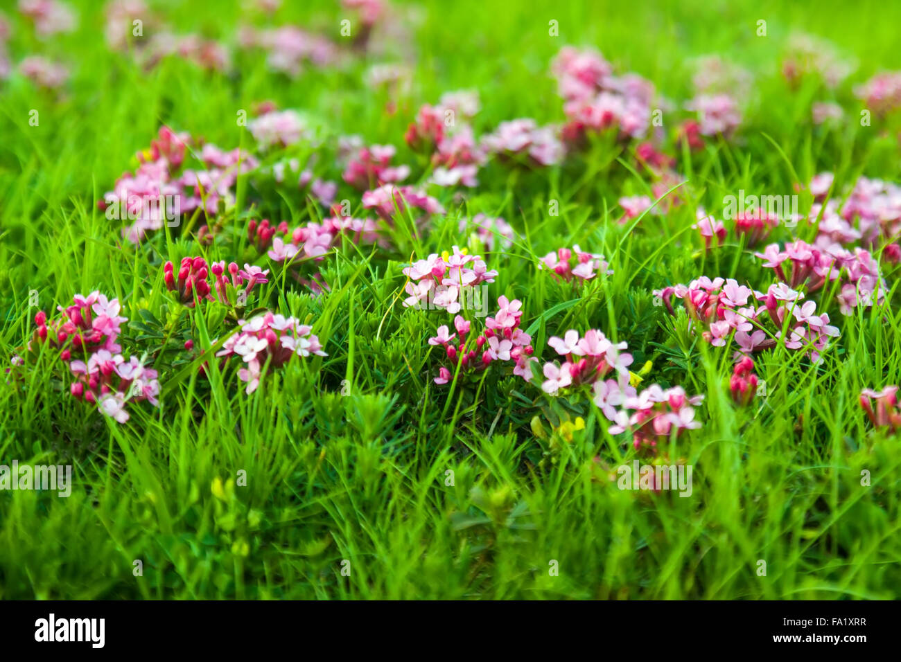Wild plant of pink flower at Alpine meadow in Pyrenees Stock Photo