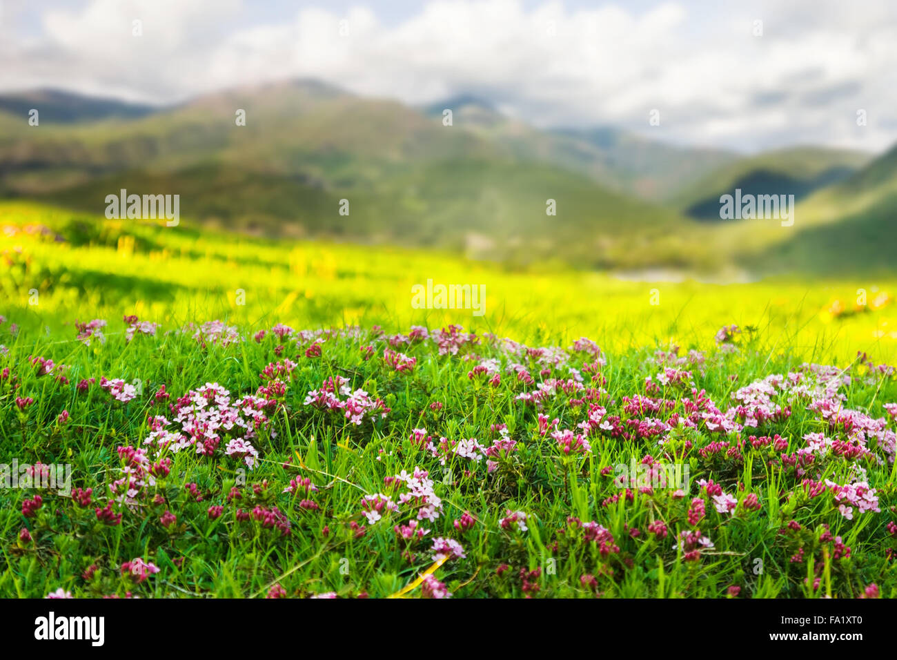 Plant of pink flower at highland meadow in Pyrenees Stock Photo