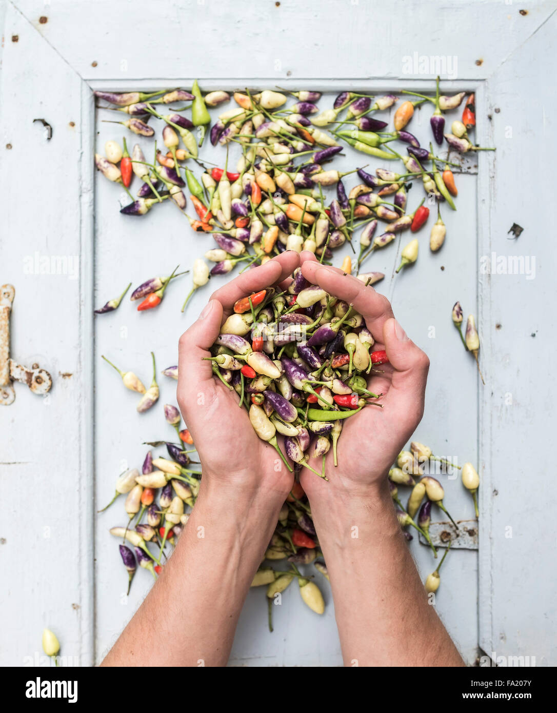 Man's hands keeping handful of small hot Turkish chili peppers, top view Stock Photo