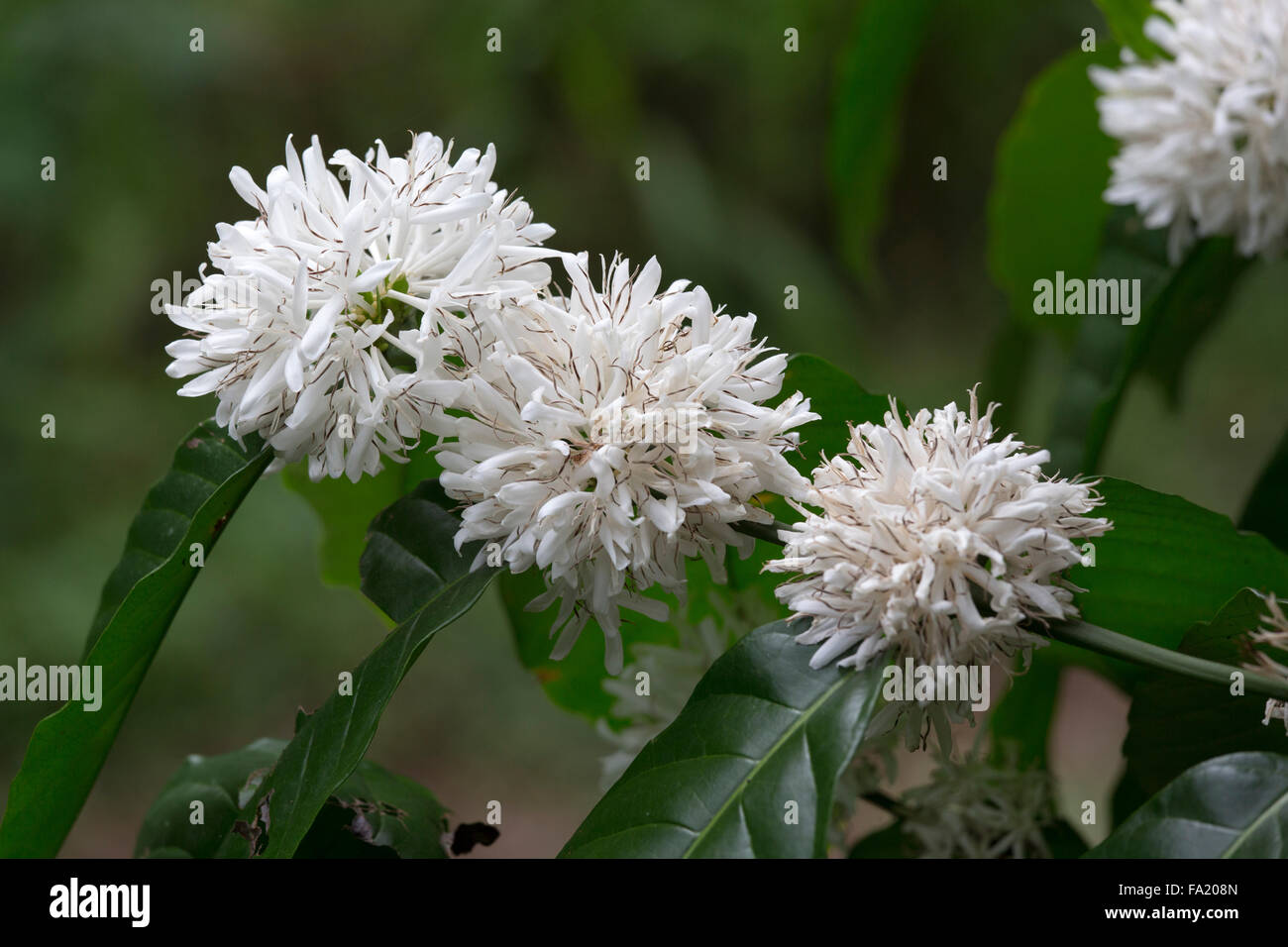 Coffe tree with leaves and white flowers close up Stock Photo - Alamy