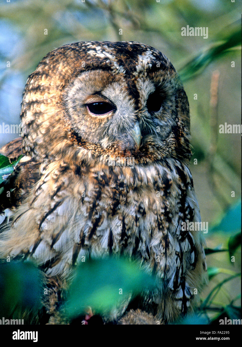 Tawny Owl (Strix aluco) small wild bird of prey in the UK Stock Photo