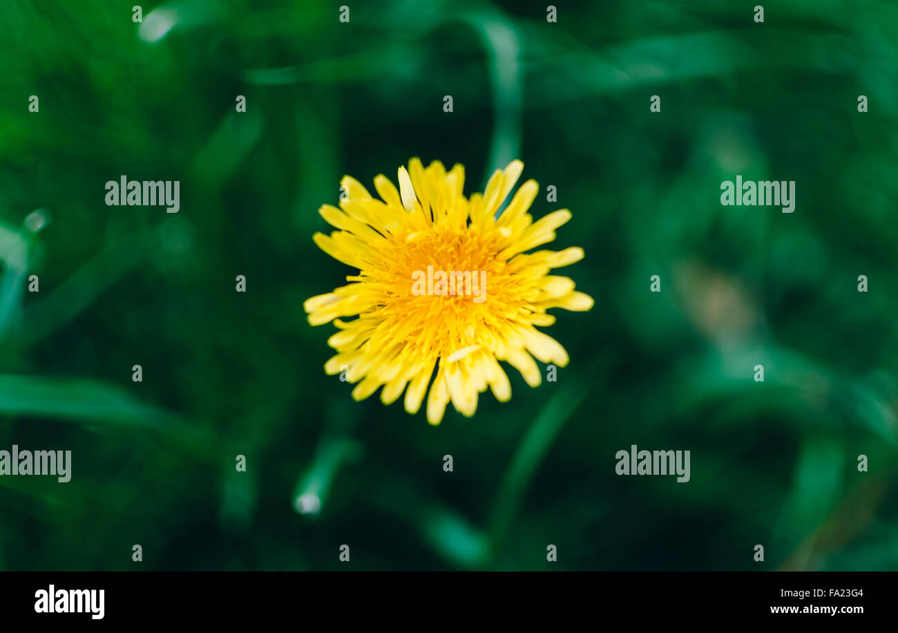 Dandelion In Garden Stock Photo Alamy