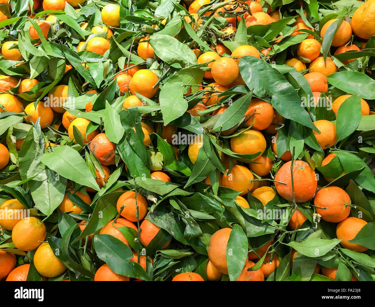 Colorful Display Of Tangerines In Fruit Market Stock Photo