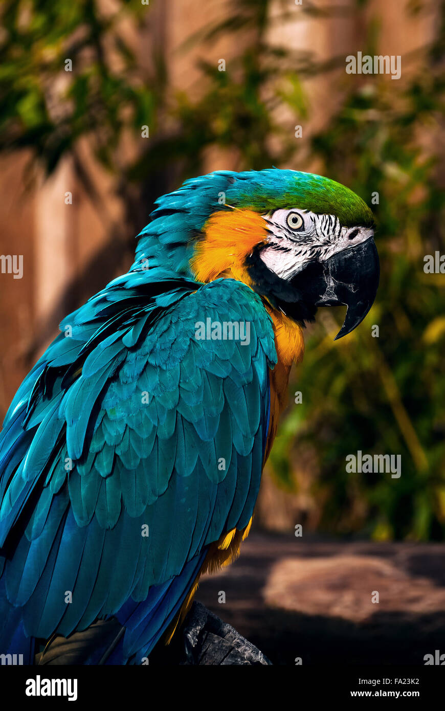 Blue green orange macaw talking parrot portrait closeup Stock Photo - Alamy